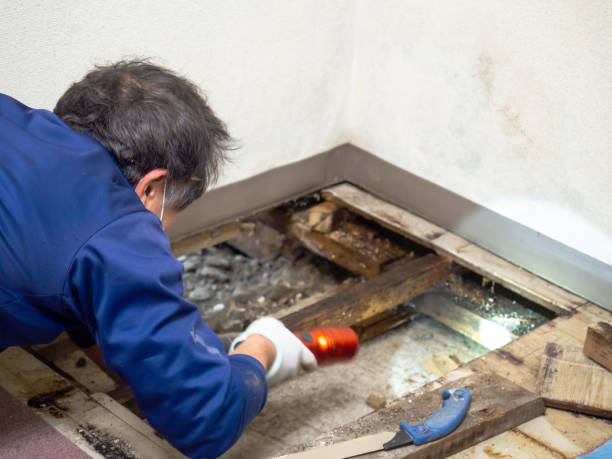 Best Mold Remediation Experts  in Milan, NM