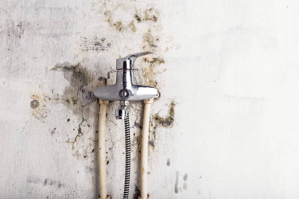 Best Emergency Mold Removal  in Milan, NM
