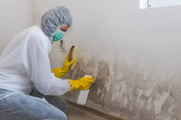 Best Mold Damage Repair  in Milan, NM