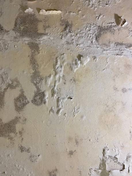 Best Local Mold Removal Service  in Milan, NM