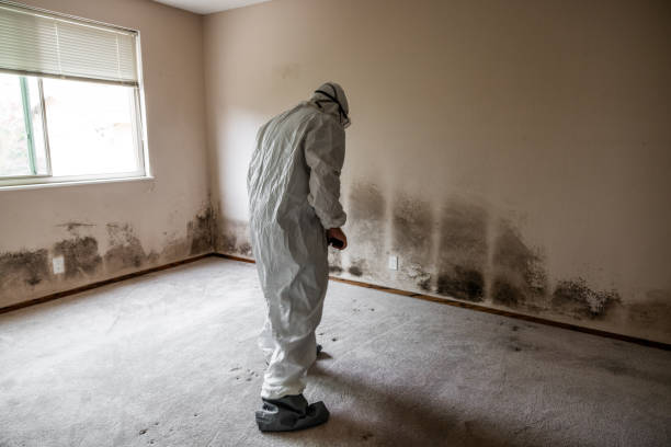 Professional Mold Removal in Milan, NM